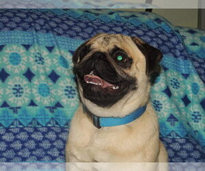 Father of the Pug puppies born on 05/02/2025