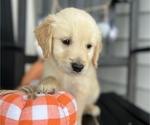 Small Photo #10 Golden Retriever Puppy For Sale in FRANKLINTON, NC, USA