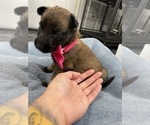 Small Photo #197 Belgian Malinois Puppy For Sale in REESEVILLE, WI, USA