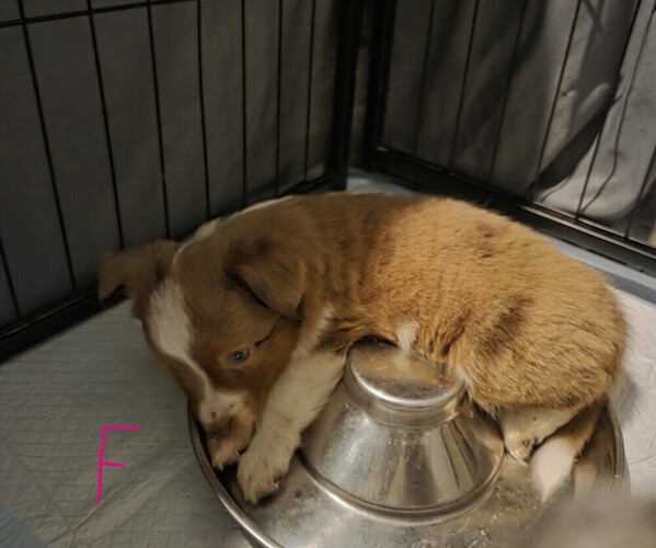 Medium Photo #4 Miniature Australian Shepherd Puppy For Sale in EVERTON, MO, USA