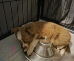 Small #3 Miniature Australian Shepherd