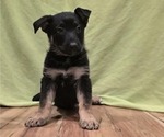 Puppy Dark Pink German Shepherd Dog