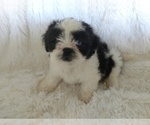 Small Photo #5 Shih Tzu Puppy For Sale in DOUGLAS, GA, USA