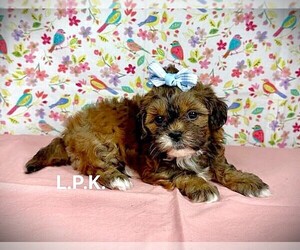 ShihPoo Puppy for sale in WINNSBORO, LA, USA