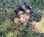 Small Photo #17 Yorkshire Terrier Puppy For Sale in HUDDLESTON, VA, USA