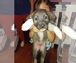 Small Photo #6 German Shepherd Dog-Golden Pyrenees Mix Puppy For Sale in CHICAGO, IL, USA