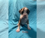 Small Photo #1 Boxer Puppy For Sale in LUCAS, IA, USA