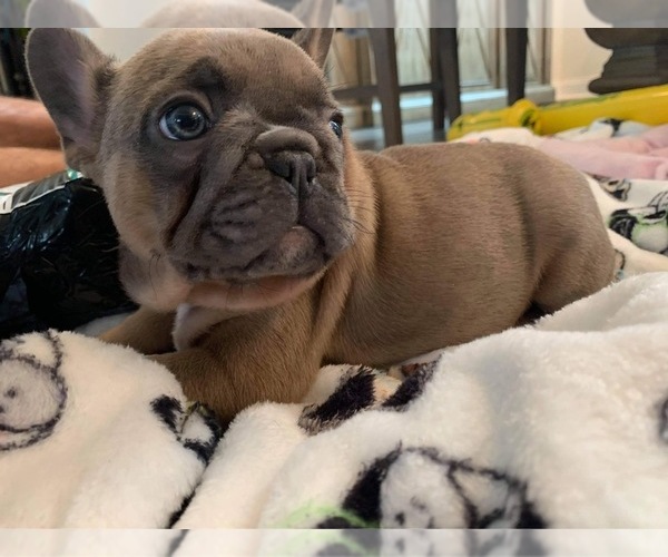 Medium Photo #1 French Bulldog Puppy For Sale in PORT ORANGE, FL, USA