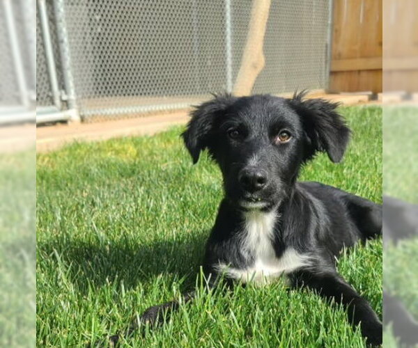 Medium Photo #1 Border Collie-Retriever  Mix Puppy For Sale in Grafton, WI, USA