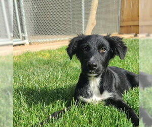 Border Collie-Retriever  Mix Dogs for adoption in Grafton, WI, USA