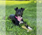 Small #12 American Pit Bull Terrier-Labrador Retriever Mix
