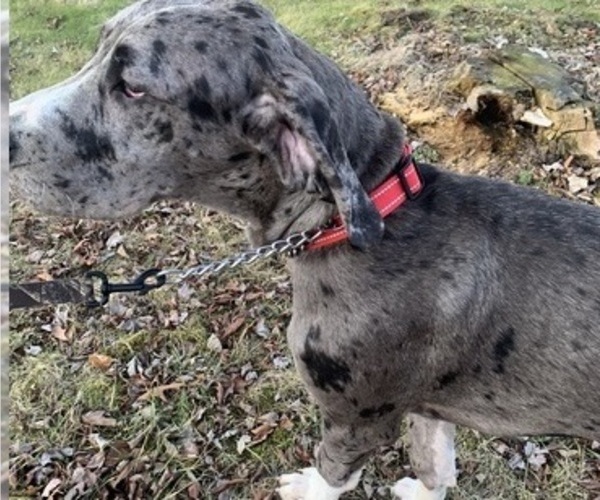 Medium Photo #3 Great Dane Puppy For Sale in WHITELAND, IN, USA