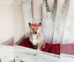 Small Photo #3 Pomsky Puppy For Sale in DUNDEE, OH, USA