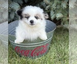 Small #2 Pomeranian