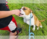 Small #5 Treeing Walker Coonhound Mix