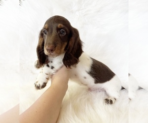 Dachshund Puppy for sale in DAVIS, CA, USA