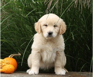 English Cream Golden Retriever Puppy for sale in FREDERICKSBG, OH, USA