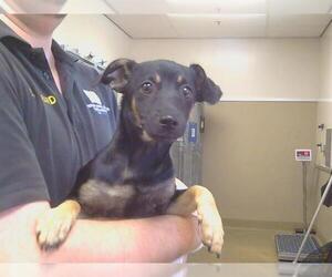 Chihuahua Dogs for adoption in Sacramento, CA, USA