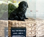 Small Photo #14 Labradoodle Puppy For Sale in PAW PAW, MI, USA