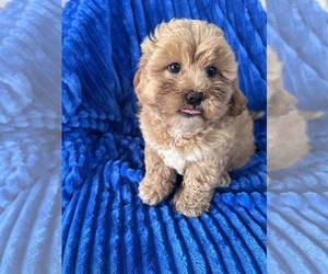 ShihPoo Puppy for sale in BOWLING GREEN, KY, USA