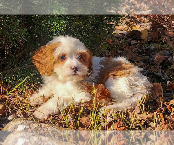 Medium Photo #2 Cavapoo-Poodle (Standard) Mix Puppy For Sale in CAPAC, MI, USA