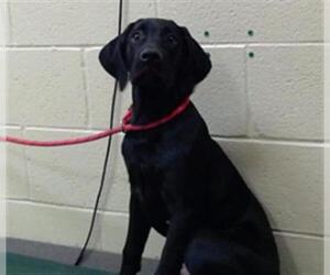 Labrador Retriever Dogs for adoption in Denver, CO, USA