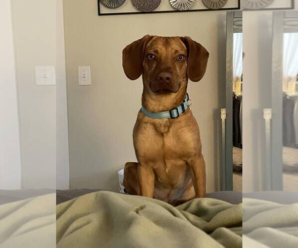 Medium Photo #5 Mutt Puppy For Sale in Springdale, PA, USA