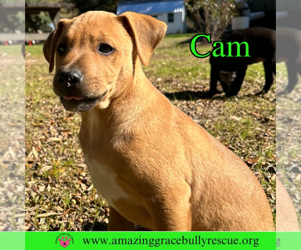 Medium Photo #9 Mutt Puppy For Sale in Pensacola, FL, USA