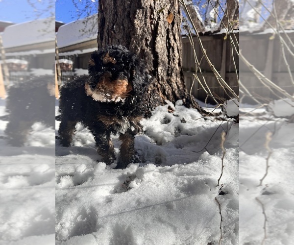 Medium Photo #1 Bernedoodle Puppy For Sale in GOLDEN, CO, USA