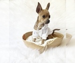 Small #4 Chihuahua