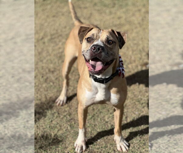 Medium Photo #2 American Bulldog-American Staffordshire Terrier Mix Puppy For Sale in Phoenix, AZ, USA