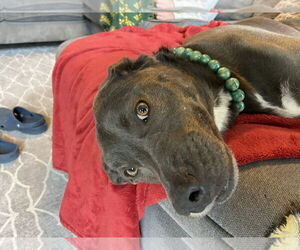 KangaRoo - Female Blue Lacy-Unknown Mix Dog for Adoption - Photo #40