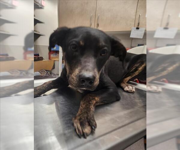 Medium Photo #1 Labrador Retriever-Unknown Mix Puppy For Sale in Tracy, CA, USA