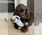 Small #9 Cocker Spaniel