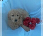 Small Photo #7 Goldendoodle Puppy For Sale in FREDERICKSBG, OH, USA