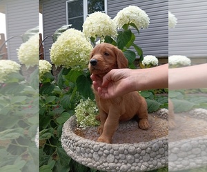 Medium Golden Retriever