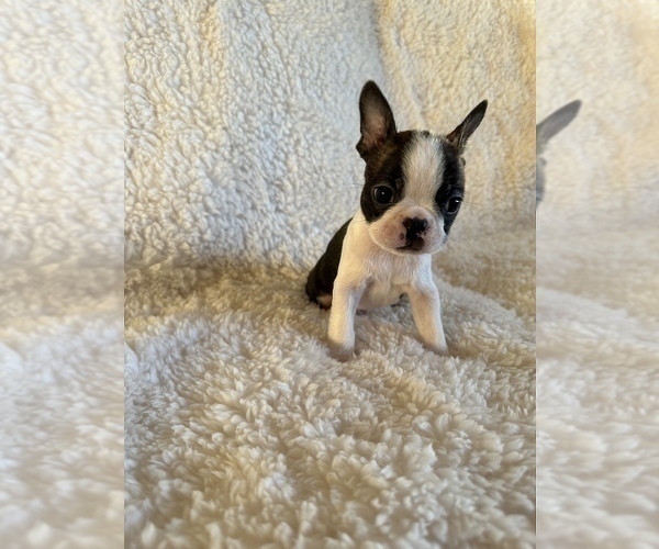 Medium Photo #2 Boston Terrier Puppy For Sale in PIEDMONT, CA, USA