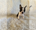 Small Photo #2 Boston Terrier Puppy For Sale in PIEDMONT, CA, USA