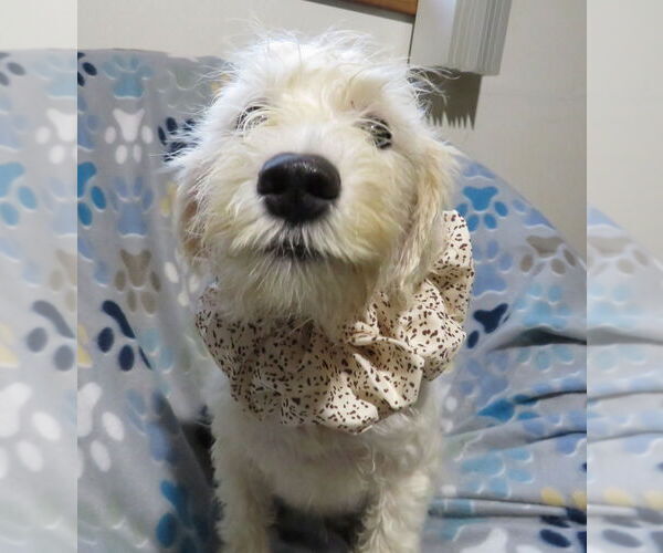 Medium Photo #4 Miniature Schnauzer-Poodle (Miniature) Mix Puppy For Sale in Grovertown, IN, USA