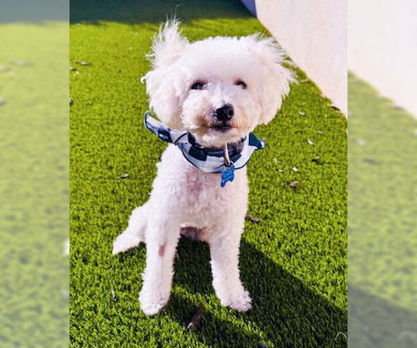 Medium Photo #2 Maltipoo Puppy For Sale in Corona, CA, USA