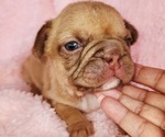 Small #9 French Bulldog
