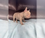 Small #1 French Bulldog