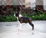 Small Photo #1 Boston Terrier Puppy For Sale in CHICAGO, IL, USA