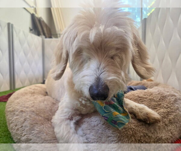 Medium Photo #2 Lhasa Apso-Unknown Mix Puppy For Sale in Mooresville, NC, USA