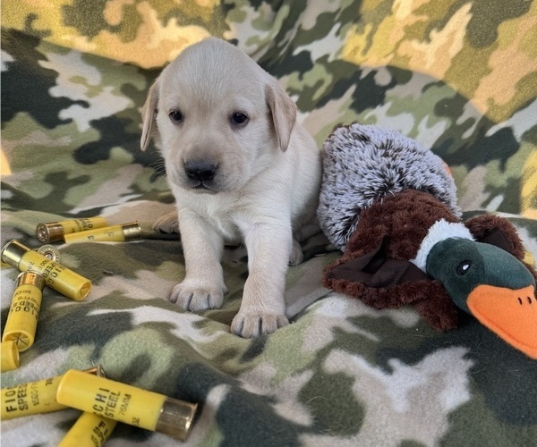 Medium Photo #4 Labrador Retriever Puppy For Sale in POLKTON, NC, USA