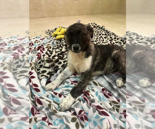 Medium Photo #2 Anatolian Shepherd Puppy For Sale in Osgood, IN, USA