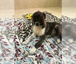 Small #1 Anatolian Shepherd
