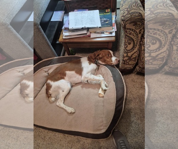 Medium Photo #2 Brittany Puppy For Sale in Curwensville, PA, USA