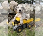 Small #3 Great Dane