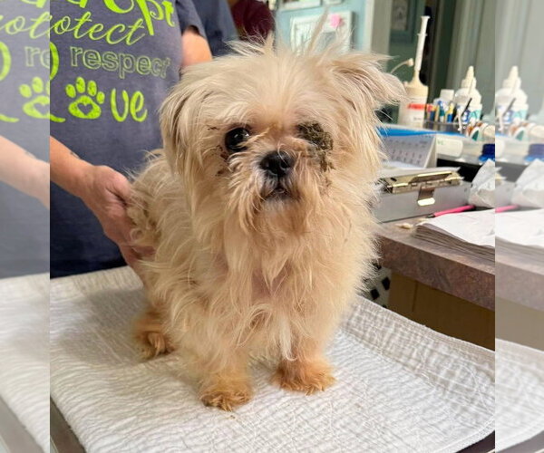 Medium Photo #1 Shih Tzu Puppy For Sale in Benton, LA, USA
